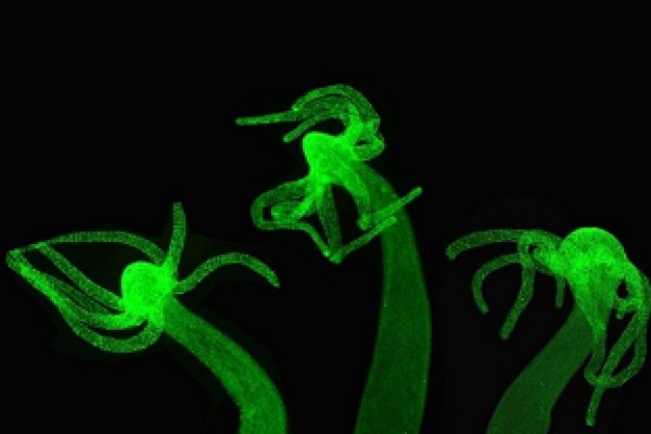 Качественный доступ кракен маркетплейс ссылка